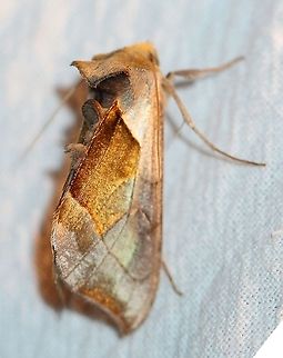 Diachrysia balluca  Diachrysia balluca,Geotagged,Hologram Moth,Lepidoptera,Summer,United States,green-patched looper,insect,moth