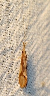 Triaenodes tardus Most likely this species. This species is similar Triaenodes flavescens but that species is rare in Minnesota. Triaenodes flavescens is more common eastward. Geotagged,Summer,Triaenodes tardus,Trichoptera,United States,insect,long-horned caddisfly