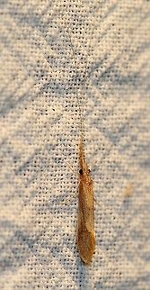 Triaenodes injusta This might be Triaenodes flavescens (syn. Triaenodes borealis) but more probably Triaenodes injusta which is very common in Minnesota and occurs in a wide variety of streams. Geotagged,Summer,Triaenodes flavescens,Triaenodes injusta,Trichoptera,United States,caddisfly,insect,long-horn caddisfly