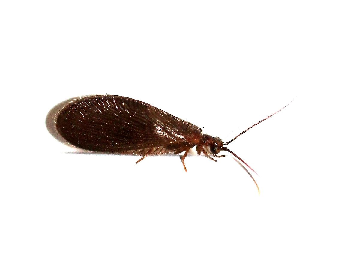 Sisyra vicaria  Brown lacewing,Geotagged,Hemerobiidae,Neuroptera,Sisyra vicaria,Summer,Sympherobius umbratus,United States,insect,lacewing