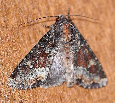 Apamea amputatrix  Apamea amputatrix,Geotagged,Lepidoptera,Noctuidae,Summer,United States,Yellow-headed cutworm,insect,moth