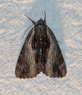 Catocala ultronia  Catocala,Catocala ultronia,Dark Red Underwing,Geotagged,Lepidoptera,Summer,United States,insect,moth,underwing