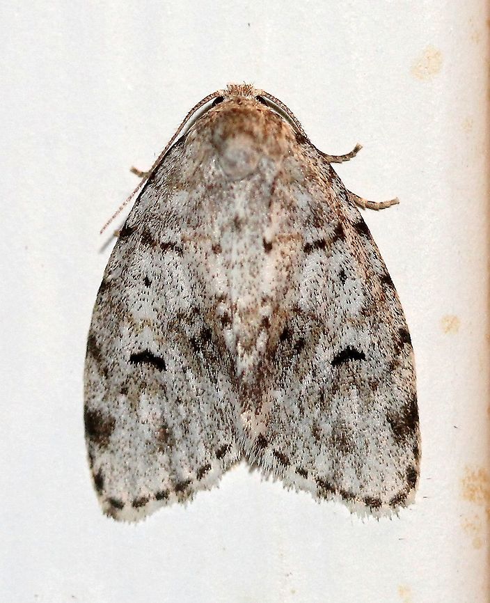 Clemensia albata  Clemensia albata,Geotagged,Lepidoptera,Little white lichen moth,Summer,United States,insect,moth
