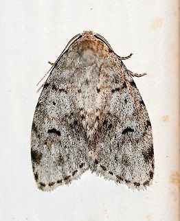 Clemensia albata  Clemensia albata,Geotagged,Lepidoptera,Little white lichen moth,Summer,United States,insect,moth