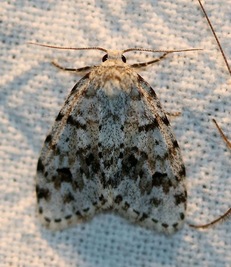 Clemensia albata Dark enough to be considered Clemensia umbrata which is one of three species (Clemensia albata Packard, C. umbrata Packard, stat. rev., and Clemensia ochreata Schmidt &amp; Sullivan, sp. n.) formerly lumped into a single species, Clemensia albata. Determination to species is possible by genital dissection and DNA analysis. <a href="https://zookeys.pensoft.net/lib/ajax_srv/article_elements_srv.php?action=download_pdf&amp;item_id=26048" rel="nofollow">https://zookeys.pensoft.net/lib/ajax_srv/article_elements_srv.php?action=download_pdf&amp;item_id=26048</a><br />
<br />
These three species are an example of parapatric speciation where &quot;there is no specific extrinsic barrier to gene flow. The population is continuous, but nonetheless, the population does not mate randomly. Individuals are more likely to mate with their geographic neighbors than with individuals in a different part of the population&rsquo;s range. In this mode, divergence may happen because of reduced gene flow within the population and varying selection pressures across the population&rsquo;s range.&quot; <a href="https://evolution.berkeley.edu/evo101/VC1dParapatric.shtml" rel="nofollow">https://evolution.berkeley.edu/evo101/VC1dParapatric.shtml</a><br />
<br />
This may well be Clemensia umbrata which is more common in northern MInnesota than Clemensia albata.<br />
<a href="http://mothphotographersgroup.msstate.edu/species.php?hodges=8098" rel="nofollow">http://mothphotographersgroup.msstate.edu/species.php?hodges=8098</a><br />
<a href="http://mothphotographersgroup.msstate.edu/species.php?hodges=8098.2" rel="nofollow">http://mothphotographersgroup.msstate.edu/species.php?hodges=8098.2</a> Clemensia albata,Geotagged,Lepidoptera,Little white lichen moth,Summer,United States,insect,moth