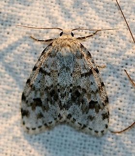 Clemensia albata Dark enough to be considered Clemensia umbrata which is one of three species (Clemensia albata Packard, C. umbrata Packard, stat. rev., and Clemensia ochreata Schmidt & Sullivan, sp. n.) formerly lumped into a single species, Clemensia albata. Determination to species is possible by genital dissection and DNA analysis. https://zookeys.pensoft.net/lib/ajax_srv/article_elements_srv.php?action=download_pdf&item_id=26048

These three species are an example of parapatric speciation where "there is no specific extrinsic barrier to gene flow. The population is continuous, but nonetheless, the population does not mate randomly. Individuals are more likely to mate with their geographic neighbors than with individuals in a different part of the population’s range. In this mode, divergence may happen because of reduced gene flow within the population and varying selection pressures across the population’s range." https://evolution.berkeley.edu/evo101/VC1dParapatric.shtml

This may well be Clemensia umbrata which is more common in northern MInnesota than Clemensia albata.
http://mothphotographersgroup.msstate.edu/species.php?hodges=8098
http://mothphotographersgroup.msstate.edu/species.php?hodges=8098.2 Clemensia albata,Geotagged,Lepidoptera,Little white lichen moth,Summer,United States,insect,moth