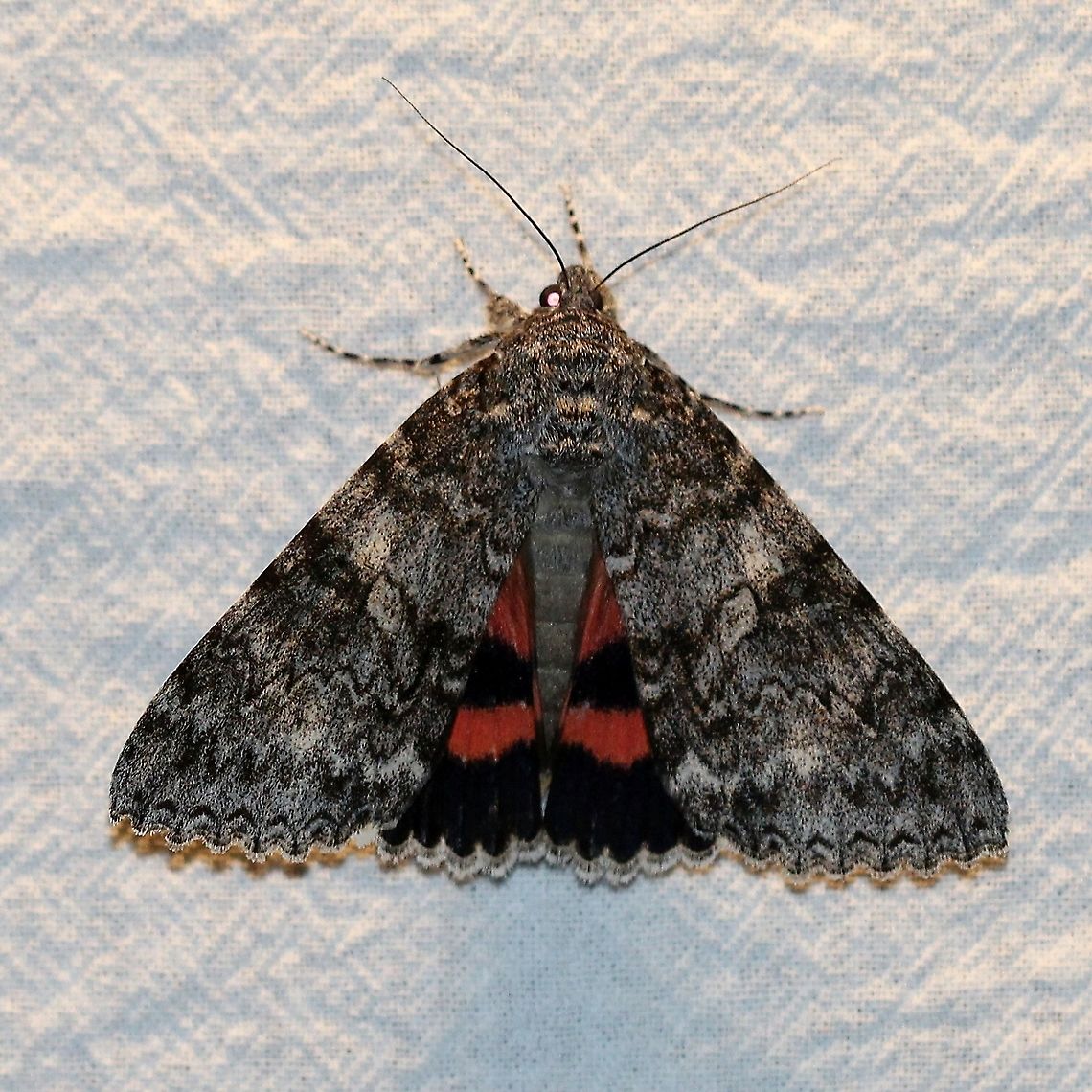 Catocala unijuga With the underwings partly exposed. Catocala unijuga,Geotagged,Lepidoptera,Once-married underwing,Summer,United States,insect,moth,underwing