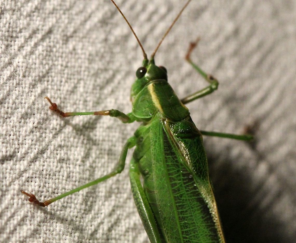 Scudderia fasciata (Pine katydid, Black-striped Katydid) This katydid kept moving quickly up the sheet so it was dificult to get a good shot of it. The wing with its &quot;long black longitudinal stripe along the top of the tegmina (thickened, leathery front wings), which are elongated and not broadened in the middle&quot; is characteristic of the species. <a href="https://mnfi.anr.msu.edu/species/description/12284/Scudderia-fasciata" rel="nofollow">https://mnfi.anr.msu.edu/species/description/12284/Scudderia-fasciata</a><br />
<br />
As far as I have been able to find out this species is not known from Minnesota and was recently added to the special concern list in adjacent Wisconsin. It is also a special concern species in Michigan where it has been reported from Muskegon County in the lower peninsula in 1991.<br />
<a href="https://dnr.wi.gov/topic/EndangeredResources/Animals.asp?mode=detail&amp;SpecCode=IIORT42010" rel="nofollow">https://dnr.wi.gov/topic/EndangeredResources/Animals.asp?mode=detail&amp;SpecCode=IIORT42010</a><br />
<a href="https://mnfi.anr.msu.edu/species/description/12284/Scudderia-fasciata" rel="nofollow">https://mnfi.anr.msu.edu/species/description/12284/Scudderia-fasciata</a><br />
<br />
The main range of Scudderia fasciata is shown here:<br />
<a href="https://orthsoc.org/sina/067m.htm" rel="nofollow">https://orthsoc.org/sina/067m.htm</a> Black-striped Katydid,Geotagged,Orthoptera,Pine katydid,Scudderia fasciata,Summer,United States,insect,katydid