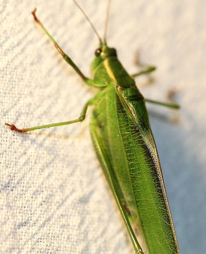 Scudderia fasciata (Pine katydid, Black-striped Katydid) This katydid kept moving quickly up the sheet so it was dificult to get a good shot of it. The wing with its &quot;long black longitudinal stripe along the top of the tegmina (thickened, leathery front wings), which are elongated and not broadened in the middle&quot; is characteristic of the species.<br />
<a href="https://mnfi.anr.msu.edu/species/description/12284/Scudderia-fasciata" rel="nofollow">https://mnfi.anr.msu.edu/species/description/12284/Scudderia-fasciata</a><br />
<br />
As far as I have been able to find out this species is not known from Minnesota and was recently added to the special concern list in adjacent Wisconsin. It is also a special concern species in Michigan where it has been reported from Muskegon County in the lower peninsula in 1991.<br />
<a href="https://dnr.wi.gov/topic/EndangeredResources/Animals.asp?mode=detail&amp;SpecCode=IIORT42010" rel="nofollow">https://dnr.wi.gov/topic/EndangeredResources/Animals.asp?mode=detail&amp;SpecCode=IIORT42010</a><br />
<a href="https://mnfi.anr.msu.edu/species/description/12284/Scudderia-fasciata" rel="nofollow">https://mnfi.anr.msu.edu/species/description/12284/Scudderia-fasciata</a><br />
<br />
The main range of Scudderia fasciata is shown here:<br />
<a href="https://orthsoc.org/sina/067m.htm" rel="nofollow">https://orthsoc.org/sina/067m.htm</a> Black-striped Katydid,Geotagged,Orthoptera,Pine katydid,Scudderia fasciata,Summer,United States,insect,katydid