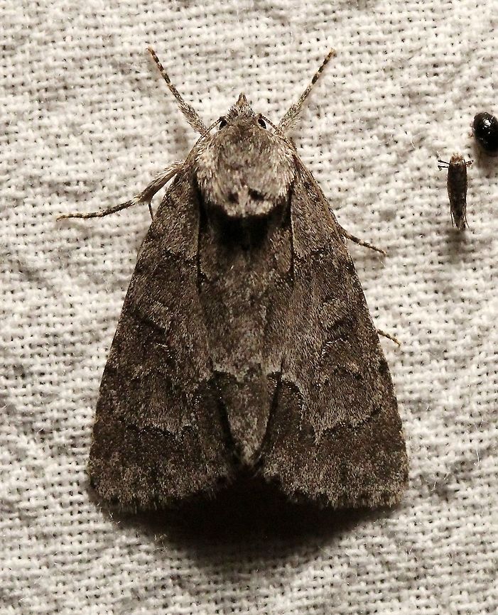 Acronicta grisea  Acronicta grisea,Geotagged,Gray Dagger,Lepidoptera,Summer,United States,insect,moth