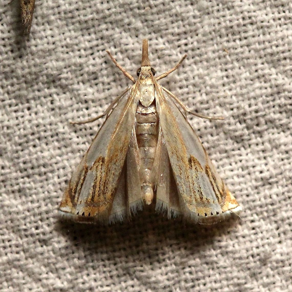 Crambus agitatellus  Crambidae,Crambus agitatellus,Double-banded grass-veneer moth,Geotagged,Lepidoptera,Summer,United States,insect,moth