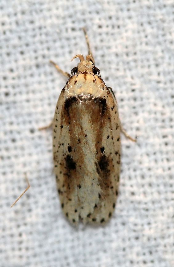 Agonopterix flavicomella  Agonopterix flavicomella,Depressariidae,Gelechioidea,Geotagged,Lepidoptera,Summer,United States,insect,moth