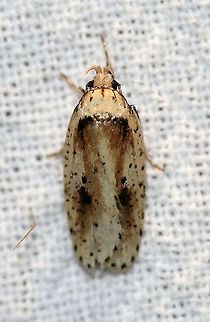 Agonopterix flavicomella  Agonopterix flavicomella,Depressariidae,Gelechioidea,Geotagged,Lepidoptera,Summer,United States,insect,moth