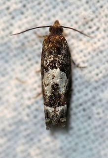 Eucosma parmatana  Aster Eucosma Moth,Eucosma parmatana,Geotagged,Lepidoptera,Summer,Tortricidae,United States,insect,moth