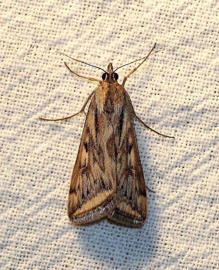 Loxostege cereralis  Crambidae,Geotagged,Lepidoptera,Loxostege cereralis,Summer,United States,insect,moth