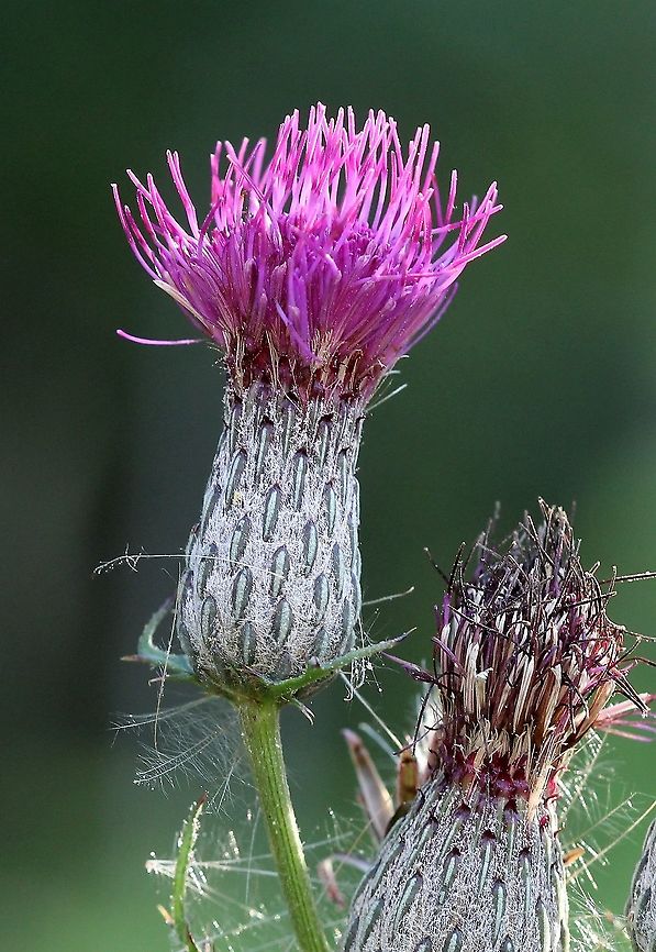 Cirsium muticum (swamp thistle)  Asteraceae,Cirsium muticum,Geotagged,Summer,Swamp thistle,United States,angiosperm,flower,thistle