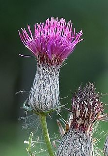 Cirsium muticum (swamp thistle)  Asteraceae,Cirsium muticum,Geotagged,Summer,Swamp thistle,United States,angiosperm,flower,thistle