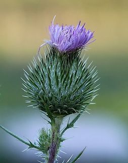 Cirsium vulgare (bull thistle)  Asteraceae,Cirsium vulgare,Geotagged,Spear Thistle,Summer,United States,angiosperm,bull thistle,flower