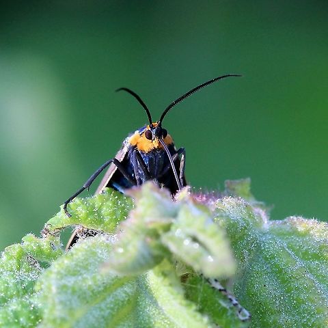 Ctenucha virginica Drinking dew on leaves of Corylus americana (American hazel). Are there chemicals in the glandular trichomes that cover the leaves the moth is seeking out? Corylus americana,Ctenucha virginica,Geotagged,Lepidoptera,Spring,United States,Virginia Ctenucha,erebidae,insect,moth,trichomes