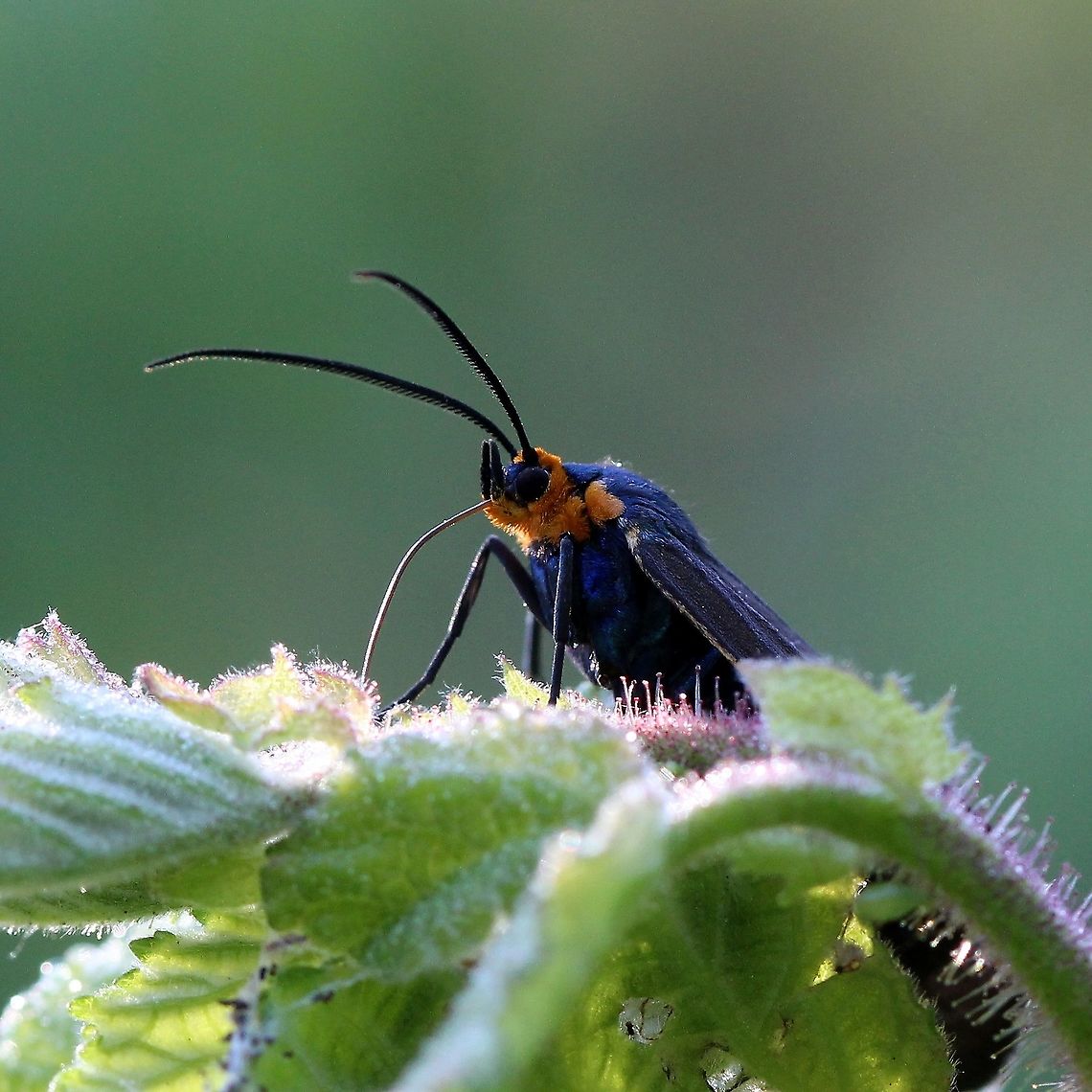 Ctenucha virginica Drinking dew on leaves of Corylus americana (American hazel). Are there chemicals in the glandular trichomes that cover the leaves the moth is seeking out? Corylus americana,Ctenucha virginica,Geotagged,Lepidoptera,Spring,United States,Virginia Ctenucha,erebidae,insect,moth,trichomes