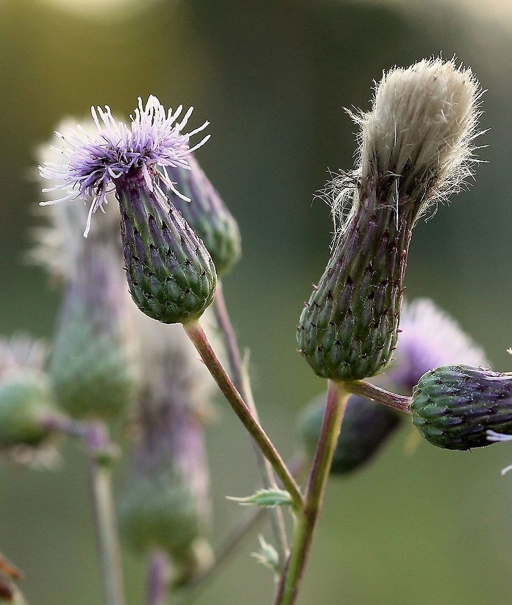 Cirsium arvense (field thistle, creeping thistle) Growing abundantly in an old pasture. Asteraceae,Cirsium arvense,Creeping Thistle,Geotagged,Summer,United States,angiosperm,flower,thistle
