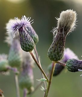 Cirsium arvense (field thistle, creeping thistle) Growing abundantly in an old pasture. Asteraceae,Cirsium arvense,Creeping Thistle,Geotagged,Summer,United States,angiosperm,flower,thistle