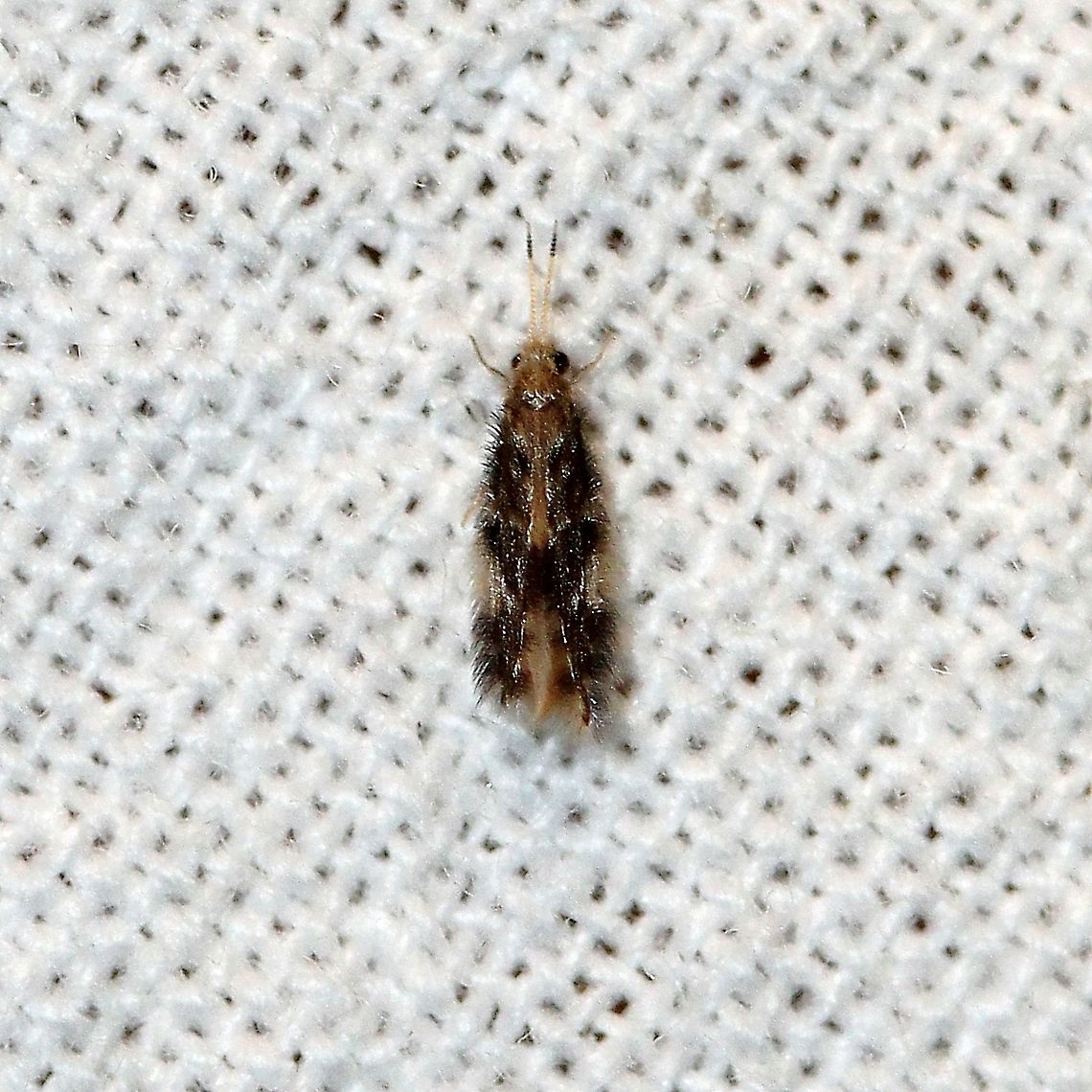 Hydroptila callia possibly This may also be in the genus Oxyethira.  <a href="https://bugguide.net/node/view/1902025/bgimage" rel="nofollow">https://bugguide.net/node/view/1902025/bgimage</a> Geotagged,Hydroptila callia,Hydroptilidae,Summer,Trichoptera,United States,caddisfly,insect,microcaddisfly