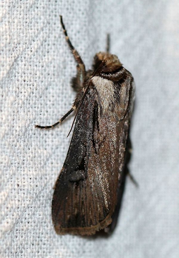 Agrotis obliqua  Agrotis obliqua,Geotagged,Lepidoptera,Noctuidae,Spring,United States,insect,moth