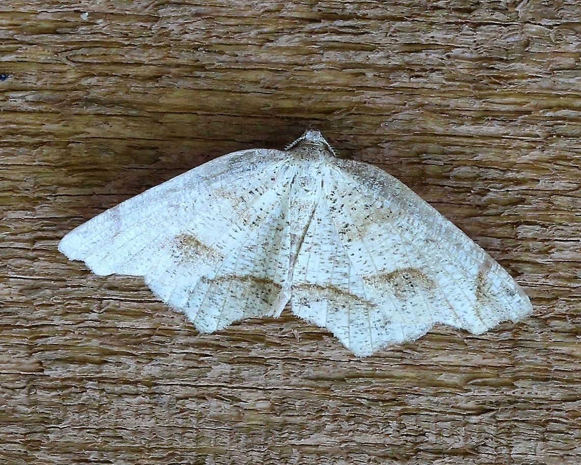 Probole amicaria  Friendly Probole,Geometridae,Geotagged,Lepidoptera,Probole amicaria,Summer,United States,insect,moth