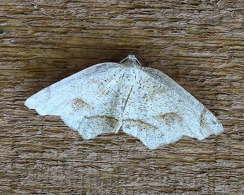 Probole amicaria  Friendly Probole,Geometridae,Geotagged,Lepidoptera,Probole amicaria,Summer,United States,insect,moth