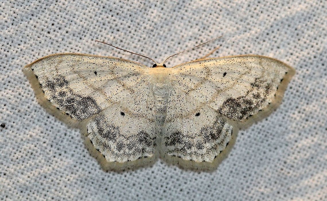 Scopula limboundata  Geometridae,Geotagged,Large Lace-border,Lepidpotera,Scopula limboundata,Summer,United States,insect,moth