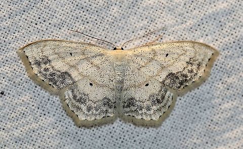 Scopula limboundata  Geometridae,Geotagged,Large Lace-border,Lepidpotera,Scopula limboundata,Summer,United States,insect,moth