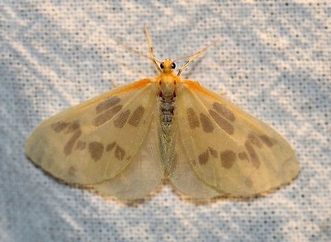 Eubaphe mendica 1814  Eubaphe mendica,Geotagged,Summer,United States