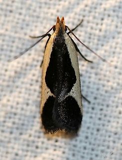 Dichomeris flavocostella  Cream-edged dichomeris moth,Dichomeris,Dichomeris flavocostella,Gelechiidae,Geotagged,Lepidoptera,Summer,United States,insect,moth