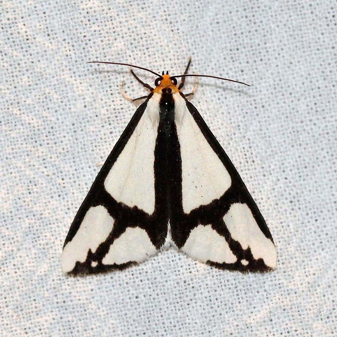 Haploa contigua  Geotagged,Haploa contigua,Lepidoptera,Neighbor moth,Summer,United States,erebidae,insect,moth