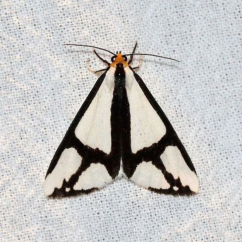 Haploa contigua  Geotagged,Haploa contigua,Lepidoptera,Neighbor moth,Summer,United States,erebidae,insect,moth