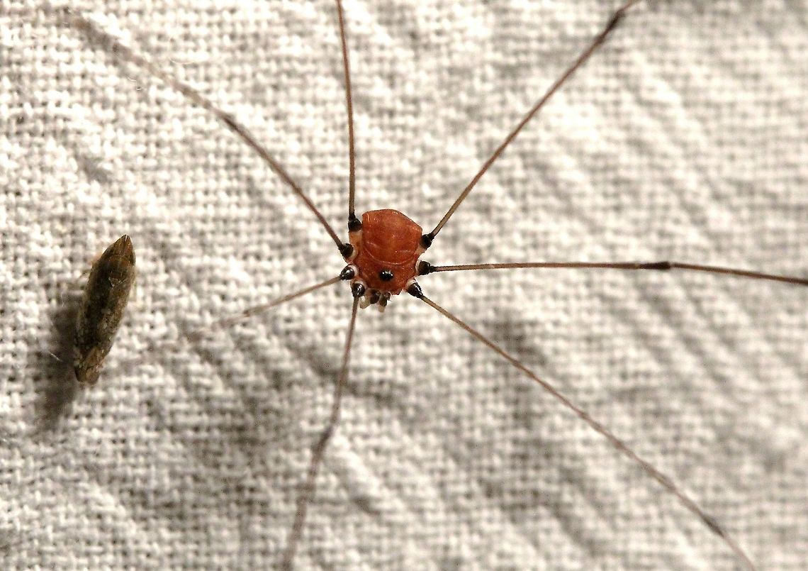 Leiobunum aldrichi Male of the species Arachnida,Geotagged,Leiobunum aldrichi,Opiliones,Sclerosomatidae,Summer,United States,harvestman