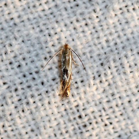 Bucculatrix angustata  Bucculatricidae,Bucculatrix angustata,Geotagged,Lepidoptera,Summer,United States,insect,moth