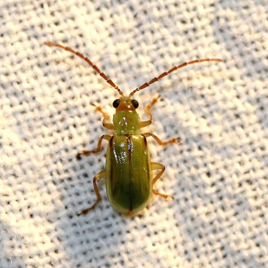 Diabrotica barberi Larvae feed on a variety of plants including corn (Zea mays) where they can cause considerable damgae to the roots. Chrysomelidae,Coleoptera,Diabrotica barberi,Geotagged,Leaf beetle,Summer,United States,beetle,insect