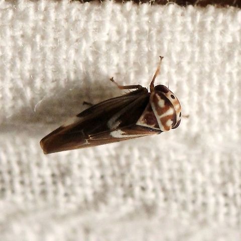 Balcanocerus fitchi  Balcanocerus fitchi,Cicadellidae,Geotagged,Summer,United States,hemiptera,insect,leafhopper