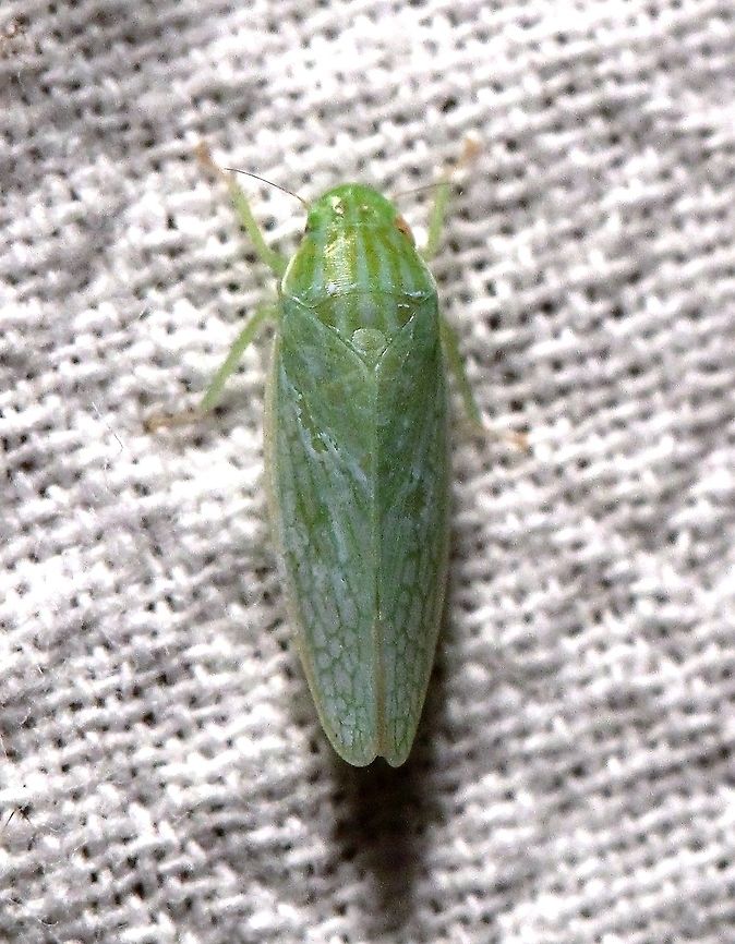 Gyponana salsa  Cicadellidae,Geotagged,Gyponana salsa,Summer,United States,hemiptera,insect,leafhopper