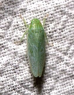 Gyponana salsa  Cicadellidae,Geotagged,Gyponana salsa,Summer,United States,hemiptera,insect,leafhopper