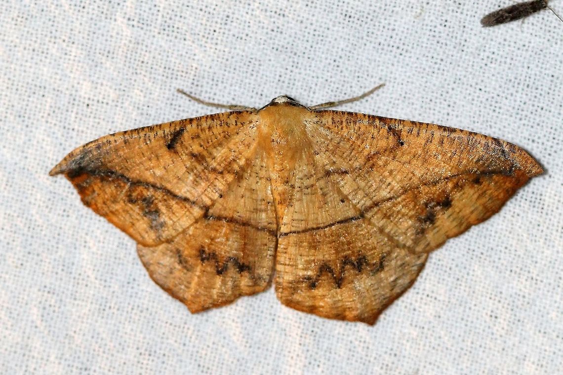 Prochoerodes lineola Another heavily marked Prochoerodes lineola. I have yet to find the unmarked form. Geometridae,Geotagged,Large maple spanworm,Lepidoptera,Prochoerodes lineola,Summer,United States,insect,moth