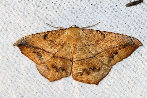 Prochoerodes lineola Another heavily marked Prochoerodes lineola. I have yet to find the unmarked form. Geometridae,Geotagged,Large maple spanworm,Lepidoptera,Prochoerodes lineola,Summer,United States,insect,moth
