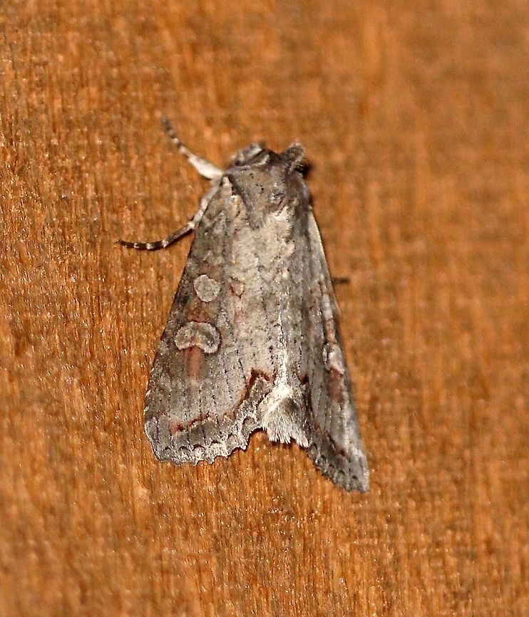 Polia purpurissata  Geotagged,Lepidoptera,Noctuidae,Polia purpurissata,Purple arch,Summer,United States,insect,moth