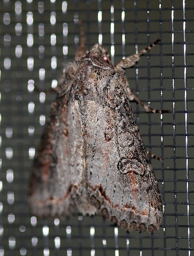 Polia purpurissata  Geotagged,Lepidoptera,Noctuidae,Polia purpurissata,Purple arch,Summer,United States,insect,moth