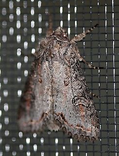 Polia purpurissata  Geotagged,Lepidoptera,Noctuidae,Polia purpurissata,Purple arch,Summer,United States,insect,moth