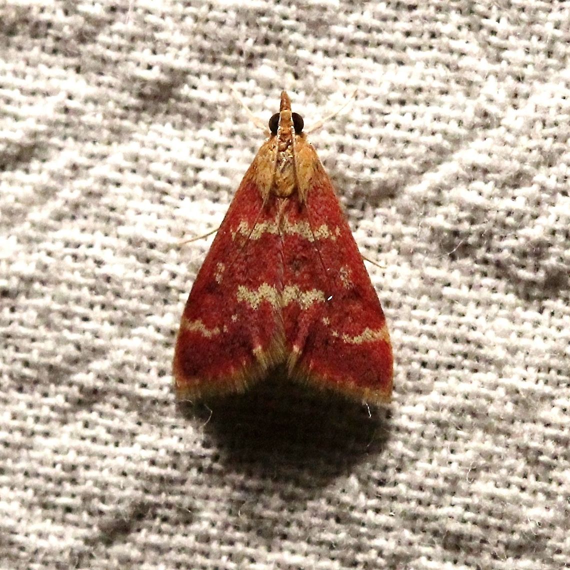 Pyrausta signatalis  Crambidae,Geotagged,Lepidoptera,Pyrausta signatalis,Raspberry Pyrausta,Summer,United States,insect,moth