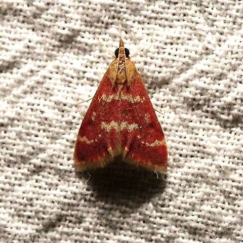 Pyrausta signatalis  Crambidae,Geotagged,Lepidoptera,Pyrausta signatalis,Raspberry Pyrausta,Summer,United States,insect,moth
