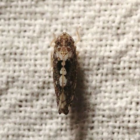 Prescottia lobata  Cicadellidae,Geotagged,Hemiptera,Prescottia lobata,Scaphoideini,Summer,United States,insect,leafhopper